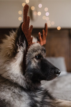 Christmas dog