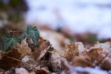Efeu und totes Laub im Schnee