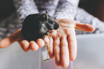 a black gerbil on the open hands of a child - obrazy, fototapety, plakaty