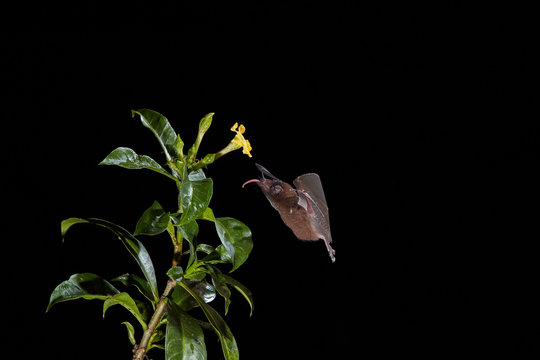Isolated on black, Lonchophylla robusta, Orange nectar bat, feeding on nectar by long tongue from tropical flower. Side view. Night flash photography. Wildlife photography in Costa Rica.