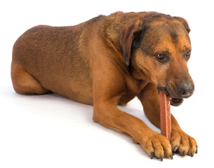 large brown dog with short hair eating a stick to chew