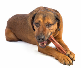 large brown dog with short hair eating a stick to chew