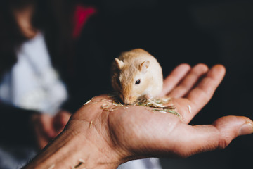 a gerbil eating quietly on the hand - obrazy, fototapety, plakaty
