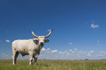 Hungarian Grey cattle (Hungarian: 'Magyar Szurke'), also known as Hungarian Steppe cattle, is an ancient breed of domestic beef cattle indigenous to Hungary.