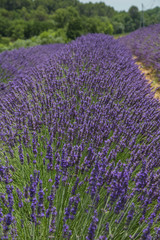 Plakat wunderschöne gleichmäßige, leuchtende und duftende Lavendel Felder in der Provence