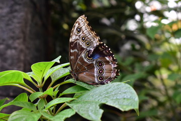 Mariposa multicolor