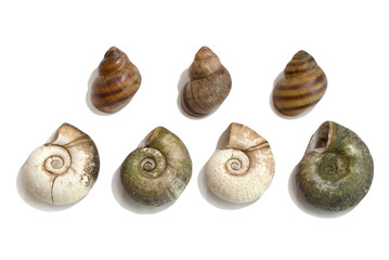 Sea shells isolated on white background.  View from above