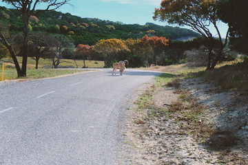 Adventure on safari reserve road with wild animal and calm country landscape.