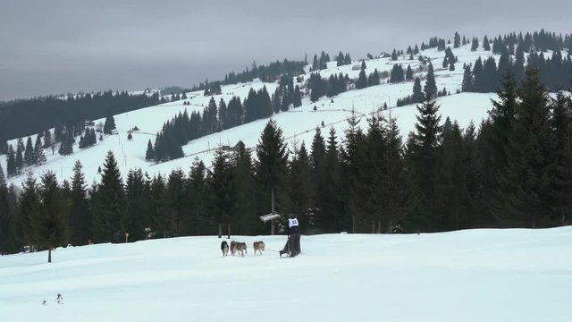 Dog sled ride near fir tree forest