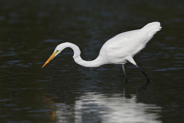 Great Egret stalking a fish in a shallow lagoon - Pinellas County, Florida