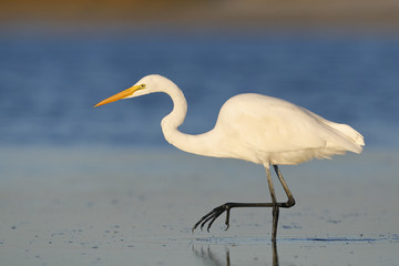 Great Egret stalking a fish in a shallow lagoon - Pinellas County, Florida