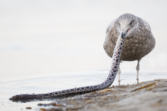Immature Herring Gull trying to swallow a scavenged Spotted Snake Eel whole - Pinellas County, Florida