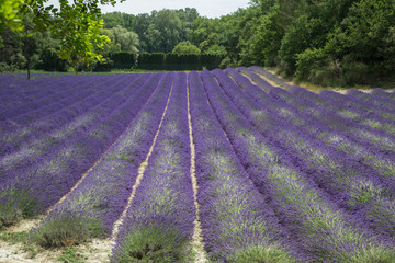 Fototapeta premium wunderschöne gleichmäßige, leuchtende und duftende Lavendel Felder in der Provence