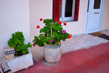 Wooden barrel with geraniums on a street. Geranium flowers