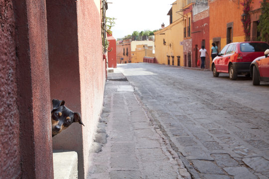 Dog in a doorway