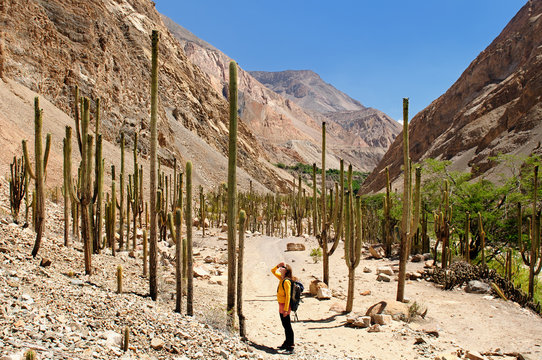 Tourist in the Peruvian high Andes on the trekking on the Cotahuasi canyon, Peru, South America