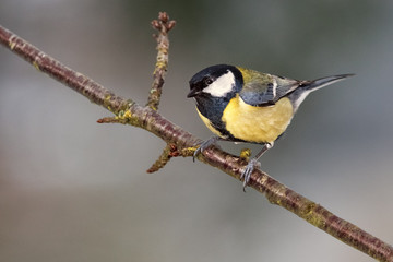 Great Tit, Parus major