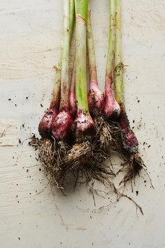 Bunch of fresh garlics