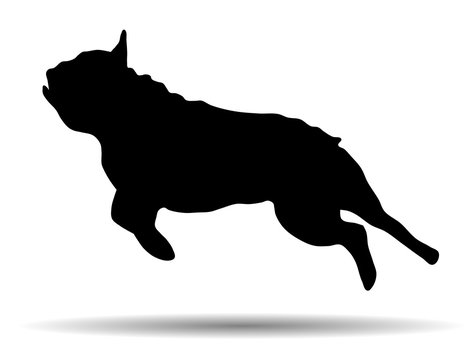 Silhouette of a French bulldog