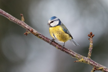 Obraz premium Eurasian Blue Tit, Cyanistes caeruleus, Parus caeruleus