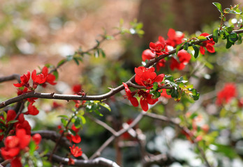 Obraz premium Flowering branch with red flowers