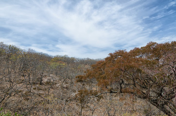 Fototapeta na wymiar Tree with orange crown and dry forest behind it