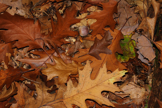 Laub der Roteiche im Herbst,  Quercus rubra