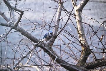 Blu-Jay on a tree branch