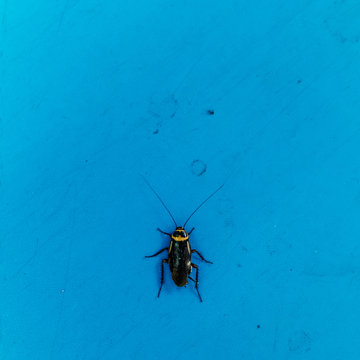 cockroach