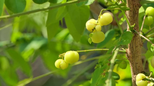 Star Gooseberry is sour fruit. Nature backgrounds.