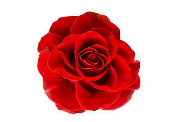 red rose isolated
