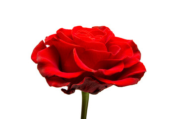red rose isolated