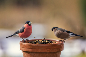 Eurasian Bullfinch, Pyrrhula pyrrhula, couple