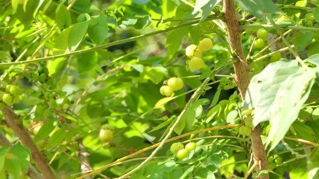 Zoom in Star Gooseberry is tropical fruit. Nature backgrounds.