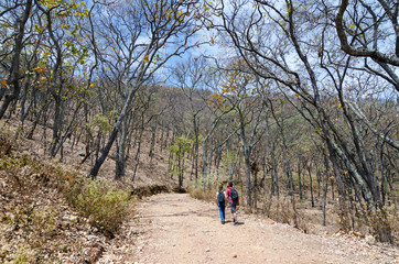 Fototapeta premium Tourists walking in the national park in the woods