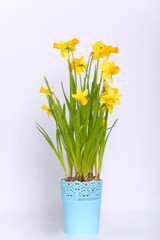 Yellow Easter flowers narcissus in blue flowerpot