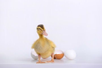 Newborn duckling and eggs shell