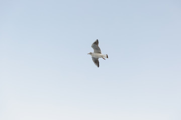 Fototapeta na wymiar Black and white seagull with wide open wings with grayish feathers flies against the background of clear light sky World of nature, environmental, fauna