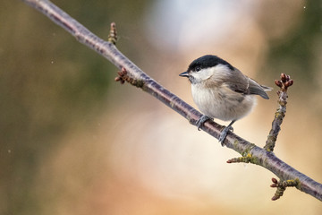 Obraz premium Marsh Tit, Poecile palustris