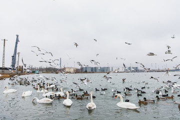 Fototapeta premium A beautiful lake house for birds. Elegant swans with black-orange beaks, multicolored small wild ducks and white gulls swim and flying in large clear undulating pond. World of nature, environmental