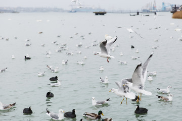 A beautiful lake house for birds. Elegant black and white seagulls fly over large clear undulating pond with a lot of wild birds on blue sky background. World of nature, environmental, fauna
