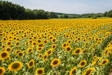 großes mediterranes Sonnenblumenfeld