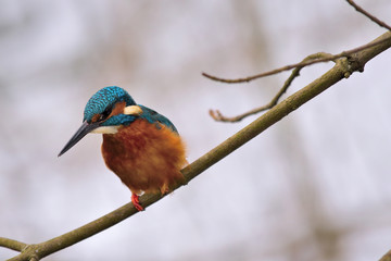 Eisvogel