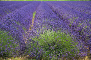 Lavendelfelder der Provence