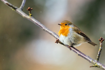 European Robin, Erithacus rubecula