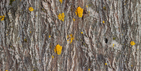 texture of willow bark, closeup