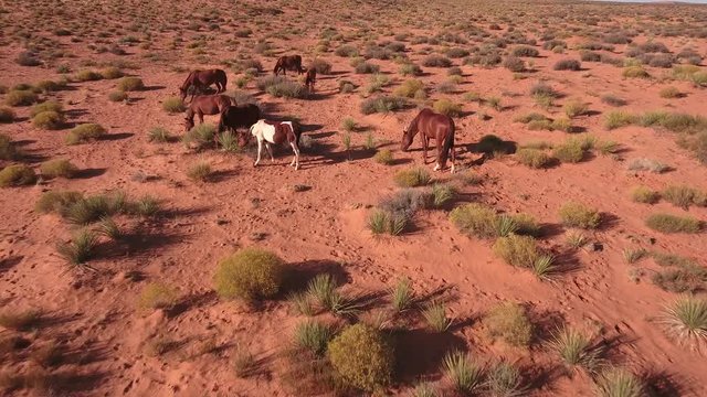 push up to horse and hover around Wild horses, drone aerial 4k, monument valley, valley of the gods, desert, cowboy, desolate, mustang, range, utah, nevada, arizona, gallup, paint horse