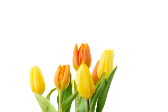 Gelbe und orange Tulpen isoliert vor weißem Hintergrund