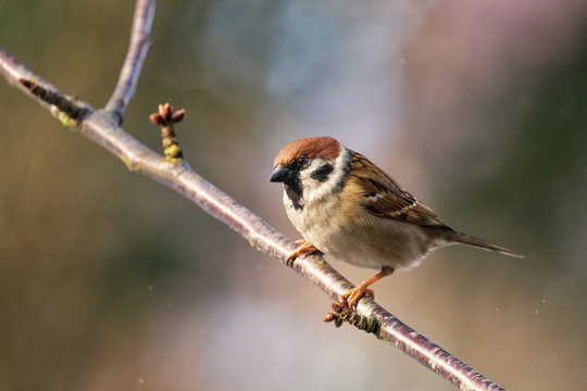 Eurasian Tree Sparrow, Passer montanus