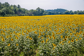 Fototapeta premium großes Sonnenblumenfeld